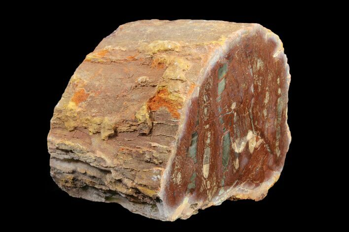 Petrified Wood (Araucaria) Limb - Madagascar #158125